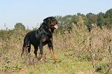 ROTTWEILER 150